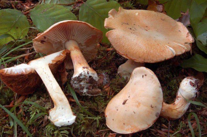 Cortinarius GM1318 y GM1319